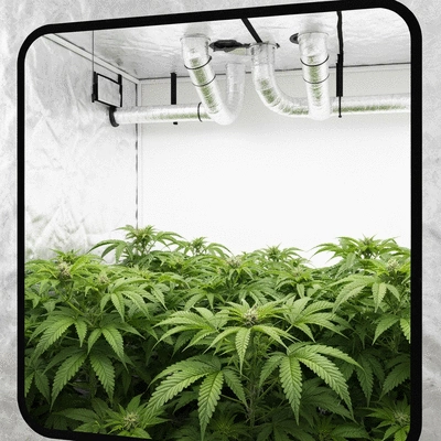 Grow tent with ventilation system, plants thriving inside, clean image