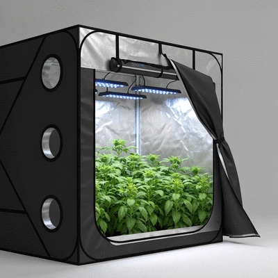 Modern indoor grow tent with thriving green plants inside