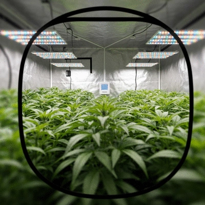 Indoor grow tent with lush green plants inside, smart lighting, and modern design
