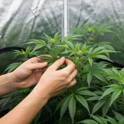 Gardener inspecting plants inside a grow tent, focus on plant health