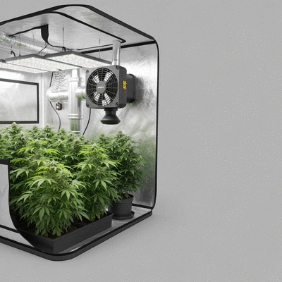 Indoor grow tent with exhaust fan and carbon filter setup