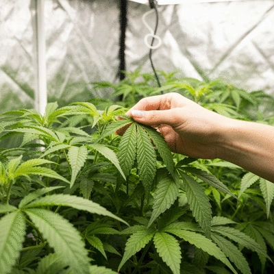 Hand adjusting a plant in a grow tent, showing healthy foliage